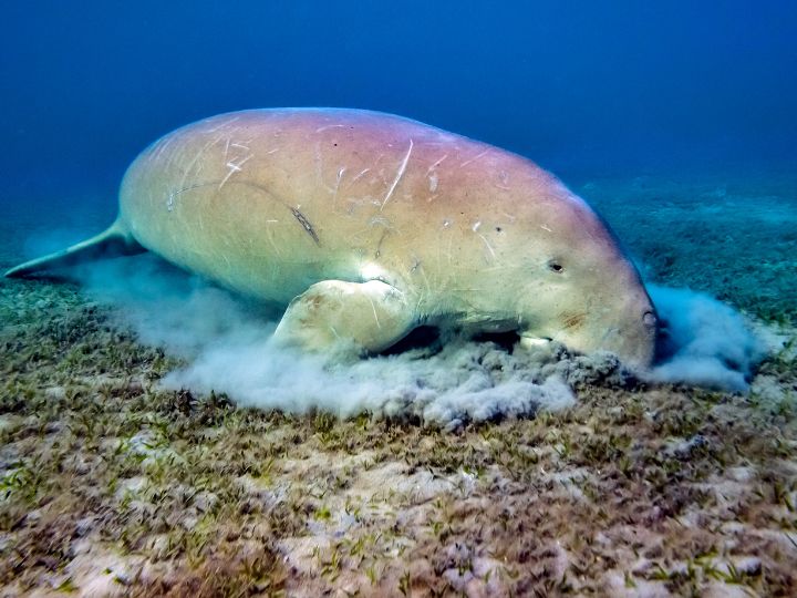 dugong on the sea bed