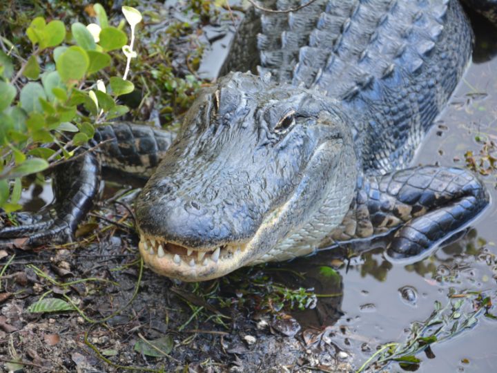 alligator walking