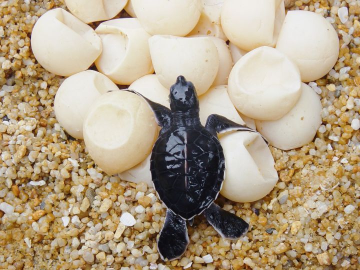 sea turtle and eggs on beach