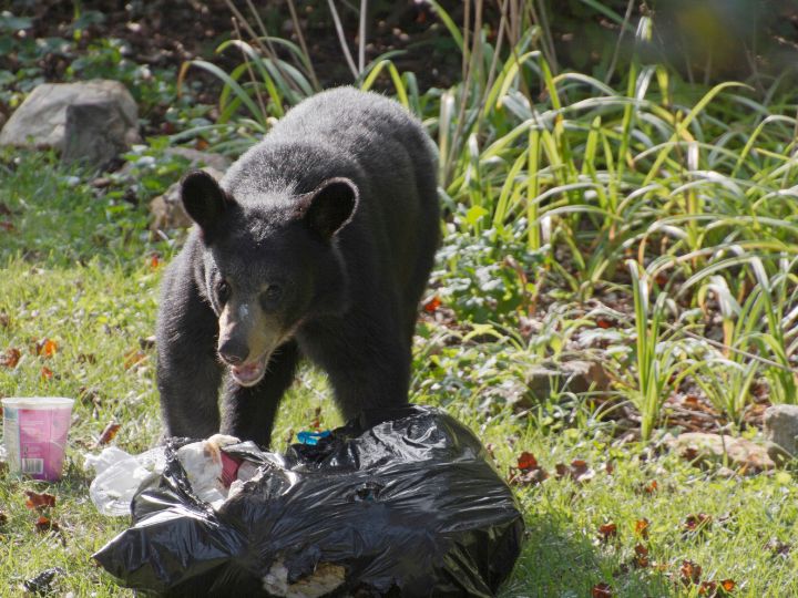 bear eating garbage