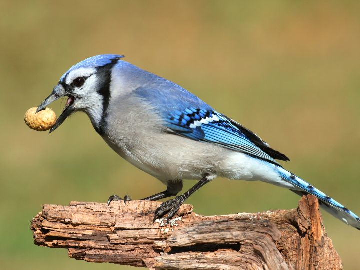 blue jay eating a peanut