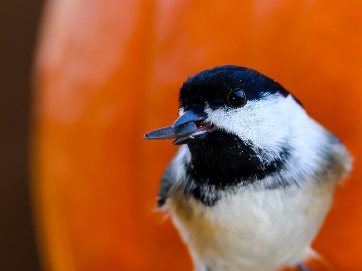 chickadee with pumpkin seeds