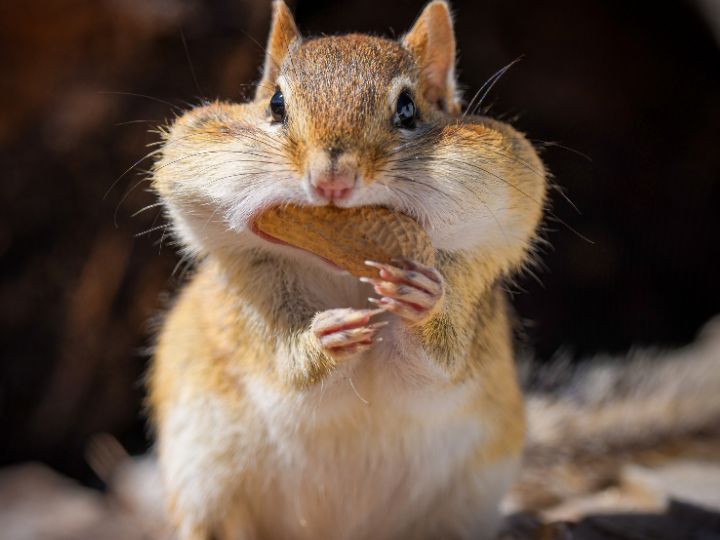 chipmunk eating an unshelled peanut