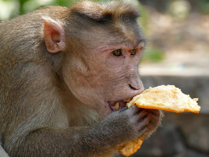 monkey eating juice and flesh of an orange