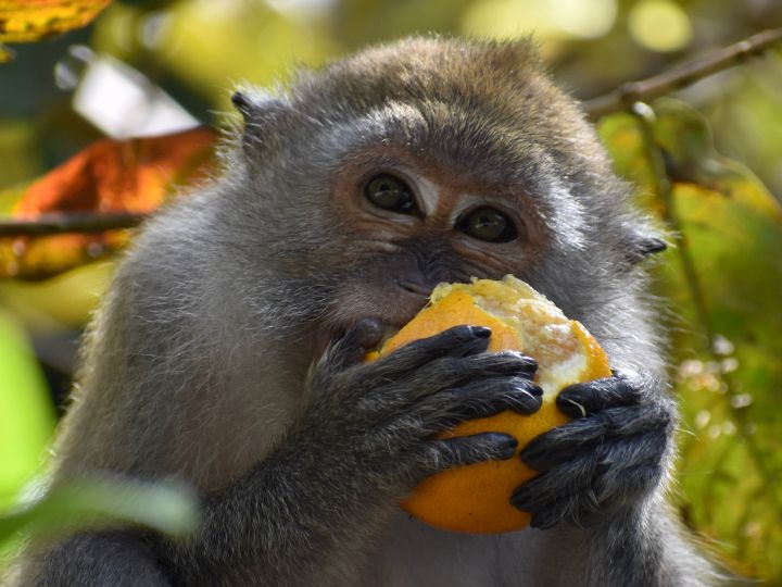 monkey eating an orange