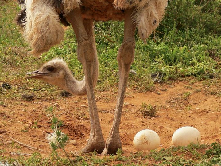 Ostrich with eggs before burying them