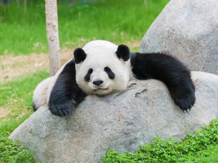 panda laying on a rock