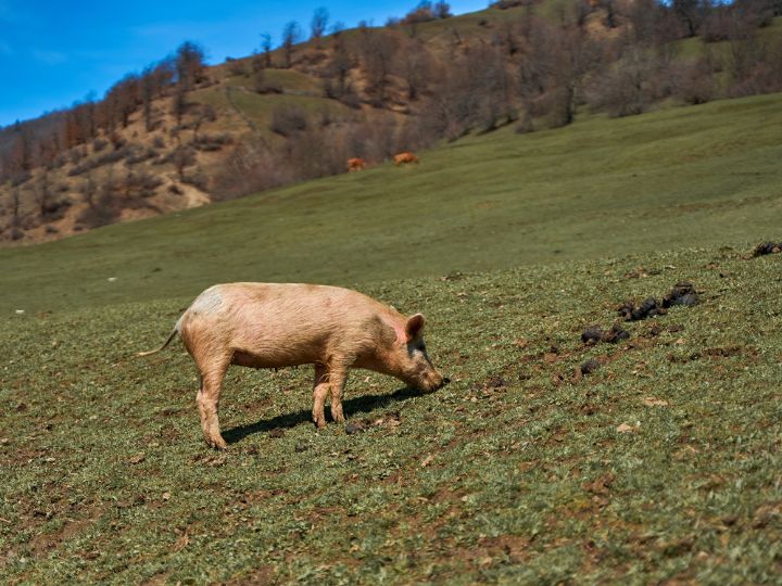 pig walking up the hill