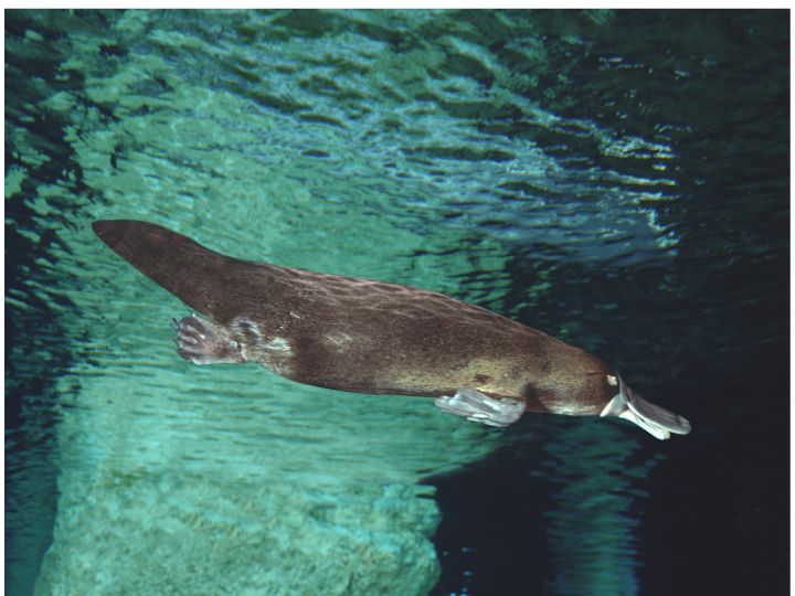  platypus swimming