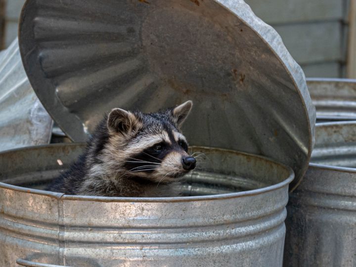 raccoon eating garbage