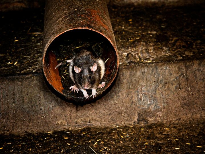 rat in drainpipe