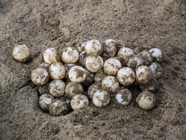 sea turtles eggs partially buried by sand