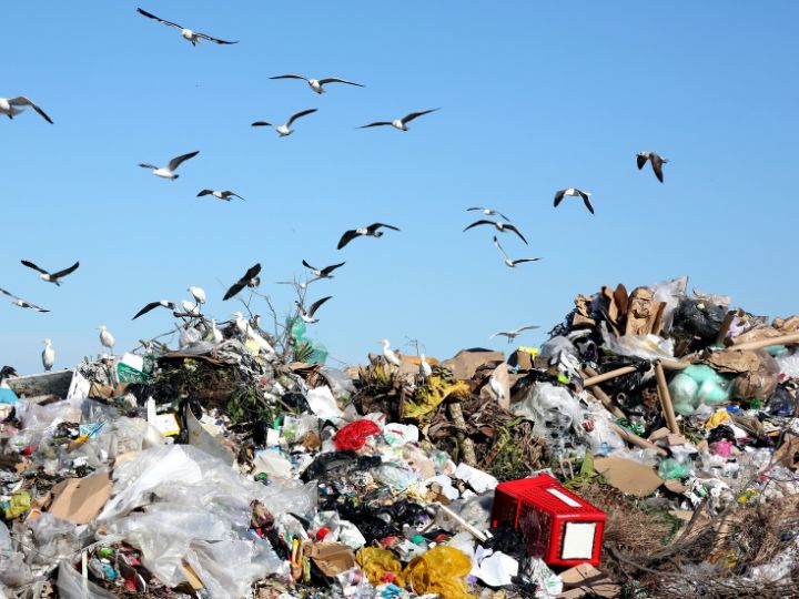 seagull and plastic