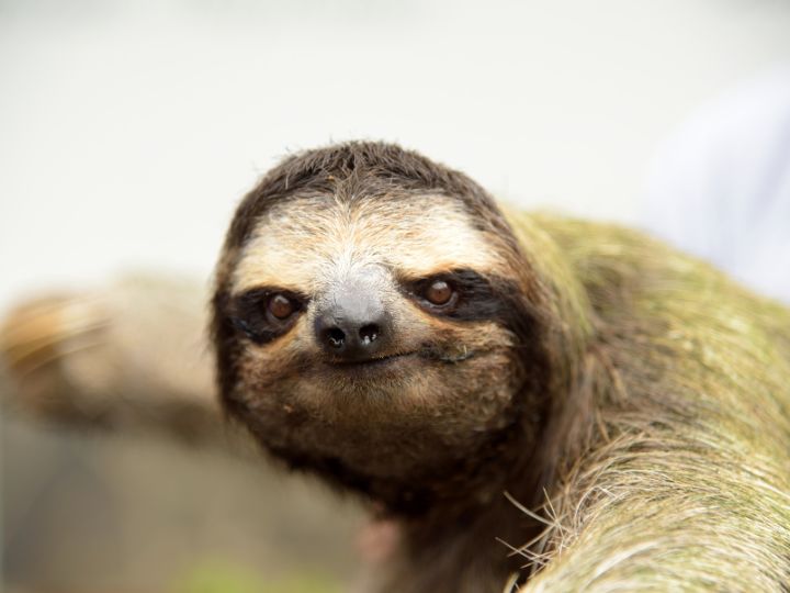 sloth