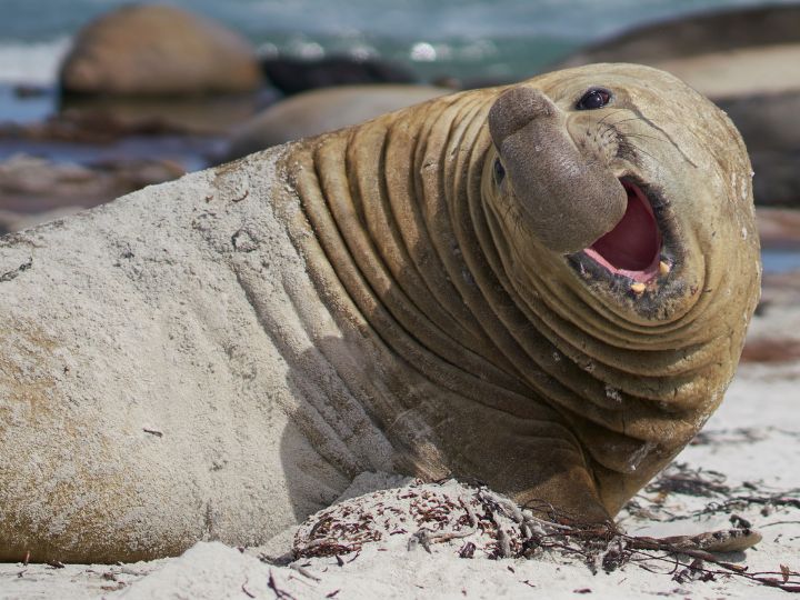 Southern Elephant Seals are massive marine mammals