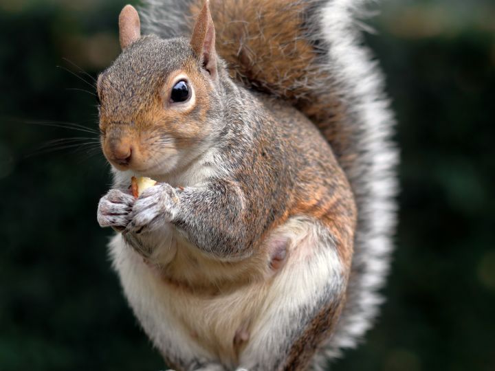 squirrel eating a peanut