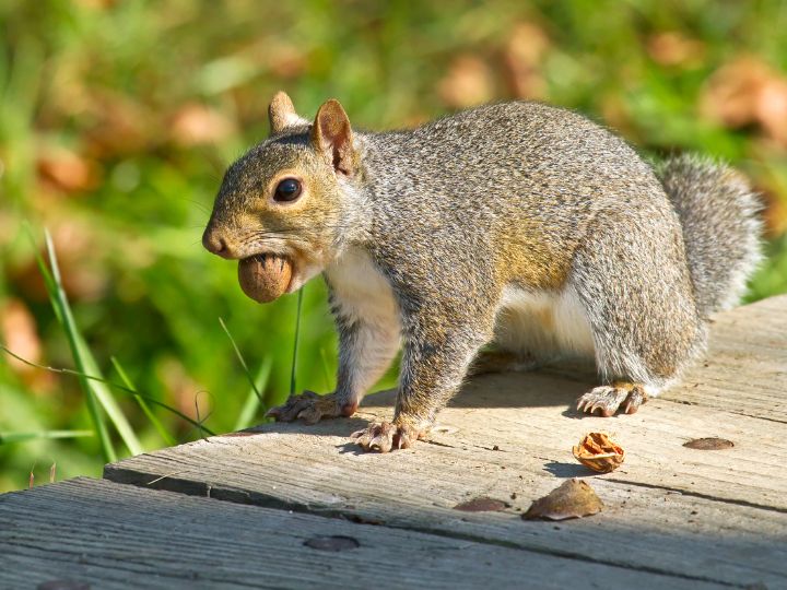 squirrel eating pecan