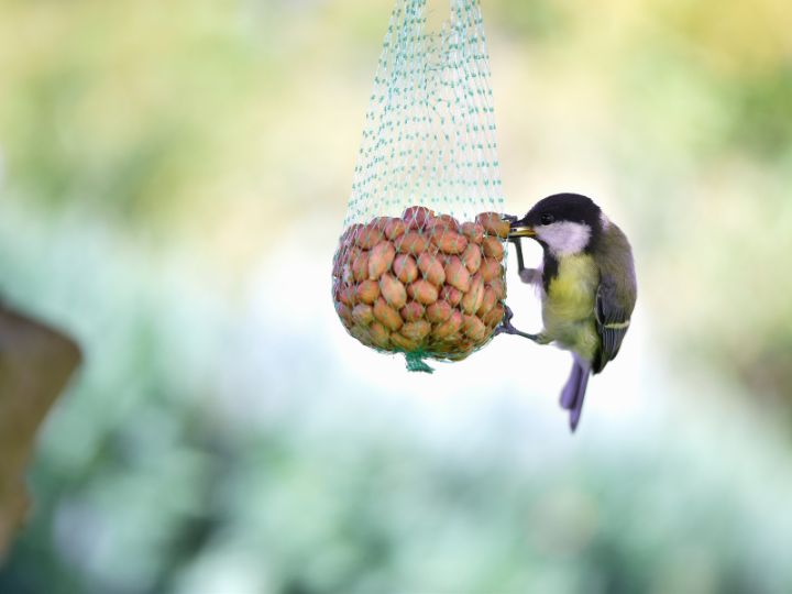 titmouse eating peanut