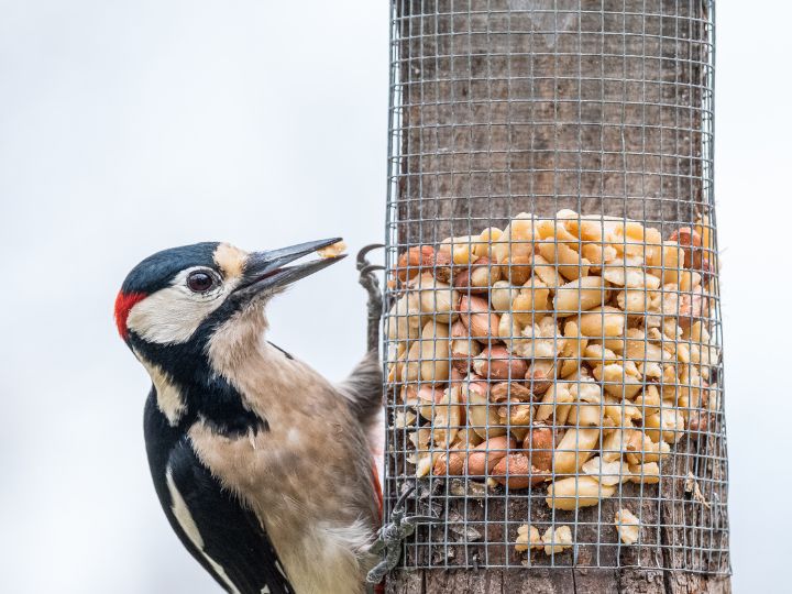 woodpecker eating from peanut feeder