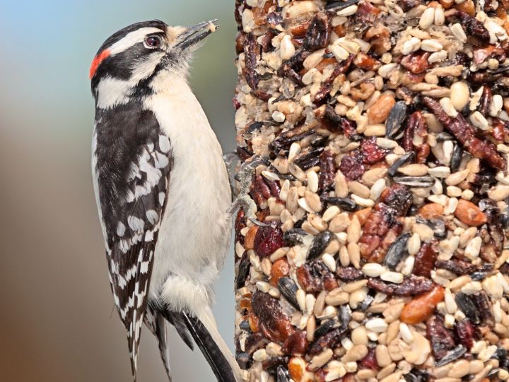 woodpecker eating nuts and seeds