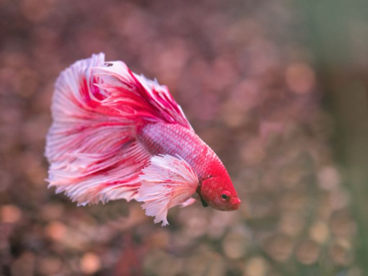 What Ocean Animals Eat Seaweed: Key Species and Their Diets