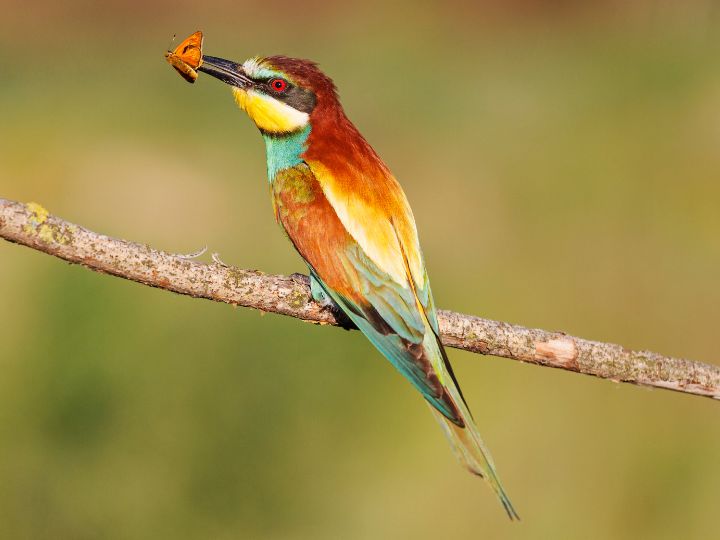 bird eating a butterfly