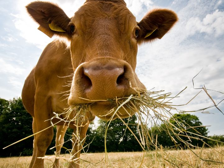 cow eating hay