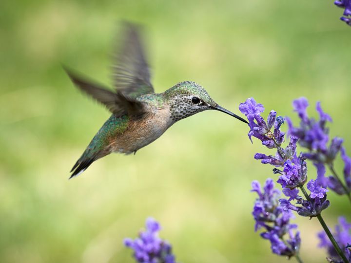 hummingbird feeding from a flower