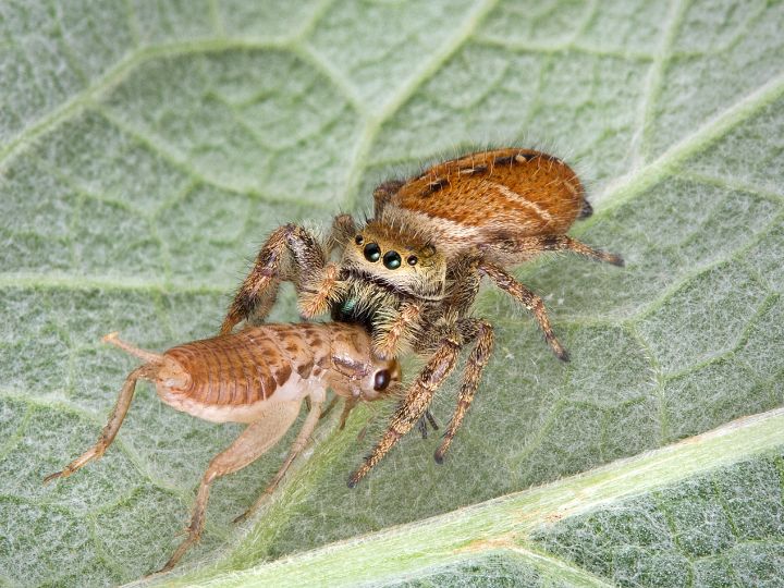 jumping spider eating a cricket