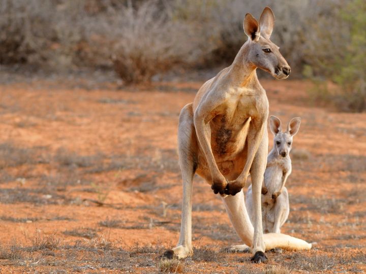 do kangaroos have whiskers?