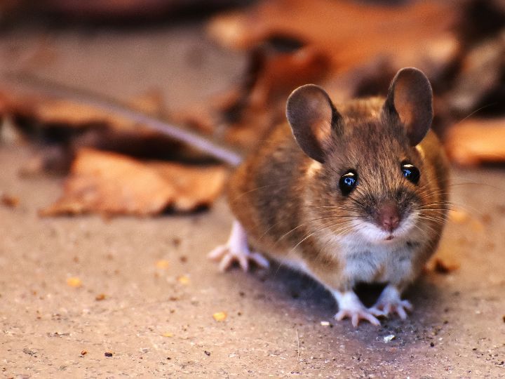 mouse will eat uncooked rice