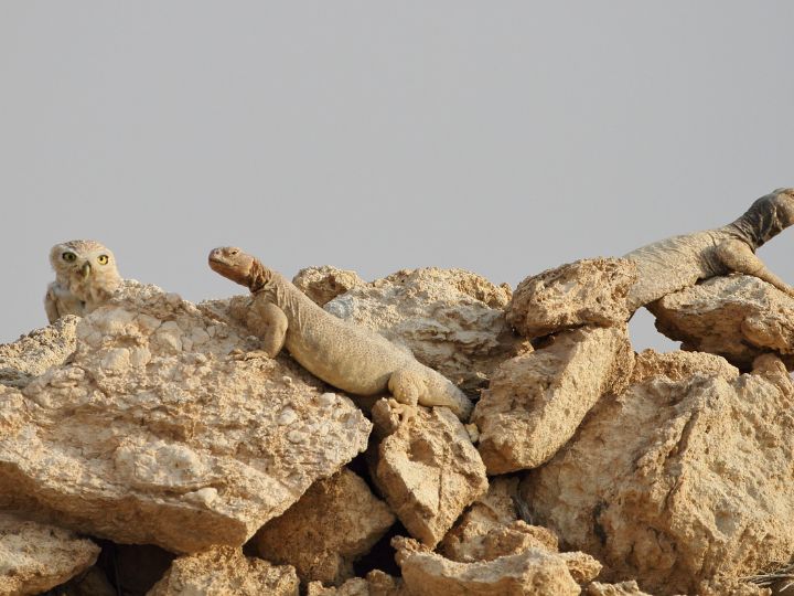 owl with lizards