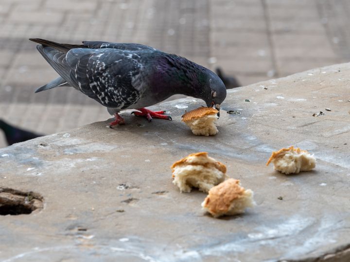 pigions eat bread