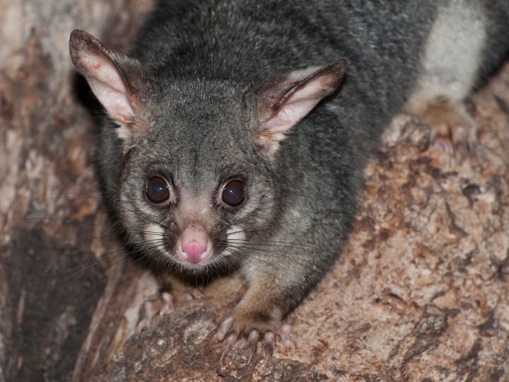 possums like to eat lemons