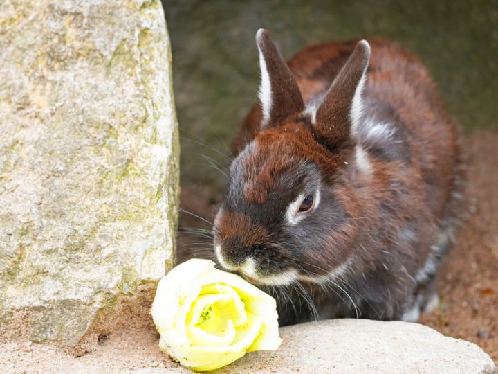 rabbits like to eat lettuce