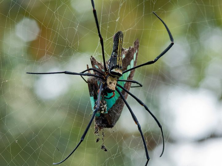 spider eating a butterfly