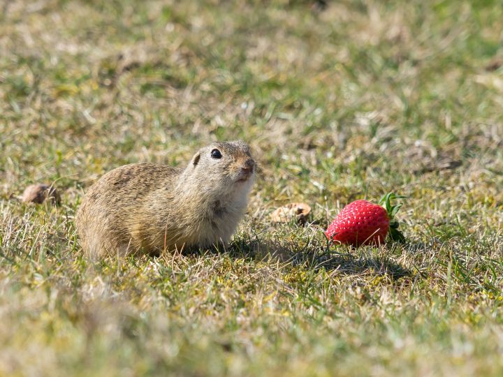 squirrel eats strawberries