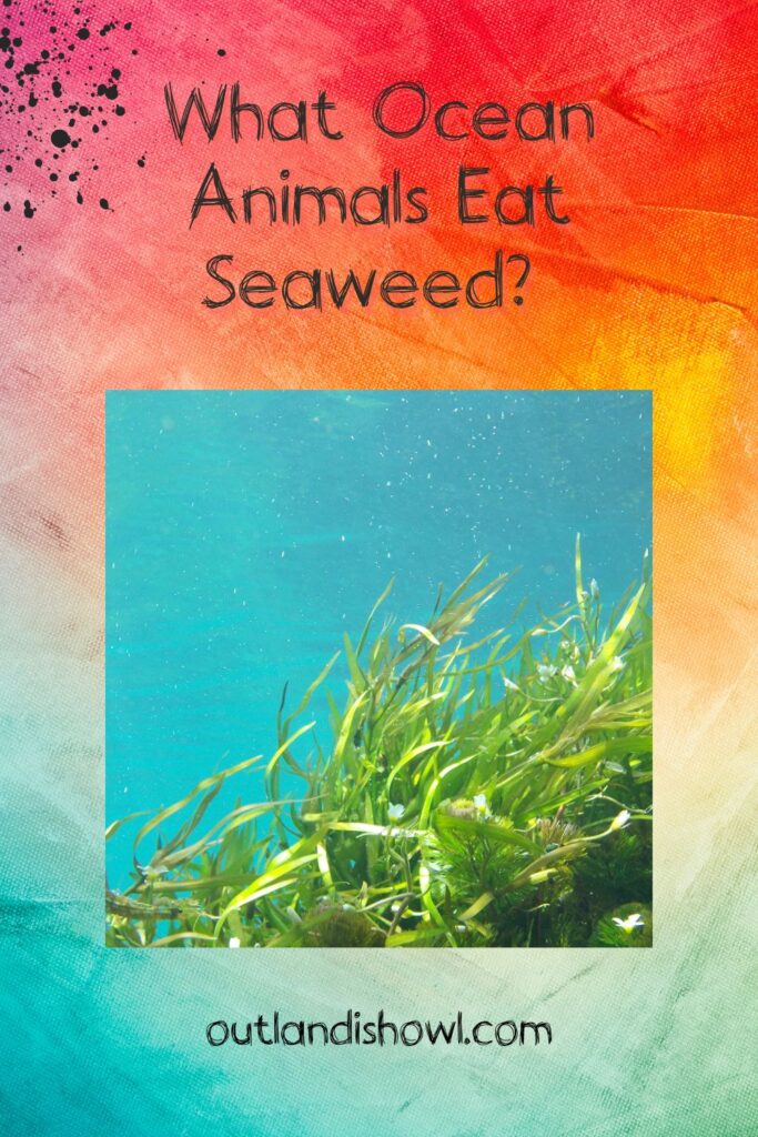 What Ocean Animals Eat Seaweed: Key Species and Their Diets