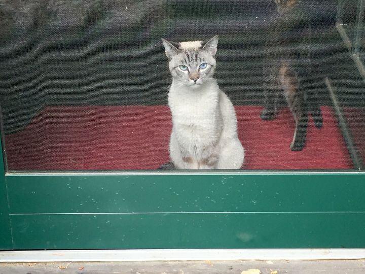 screen door to prevent cats entering rooms