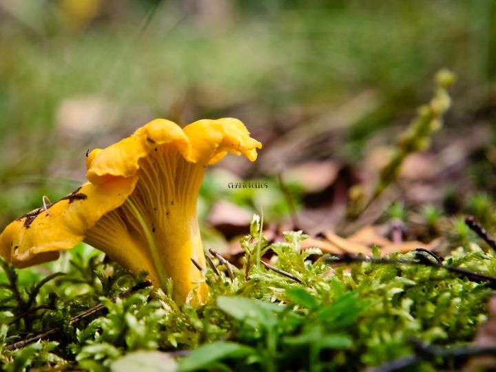 Chanterelles are a ,mushroom that are safe for foxes to eat