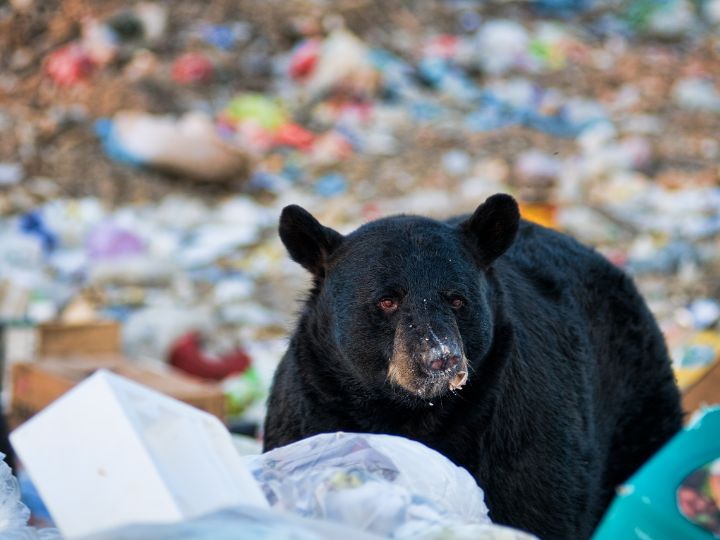 bear eating garbage