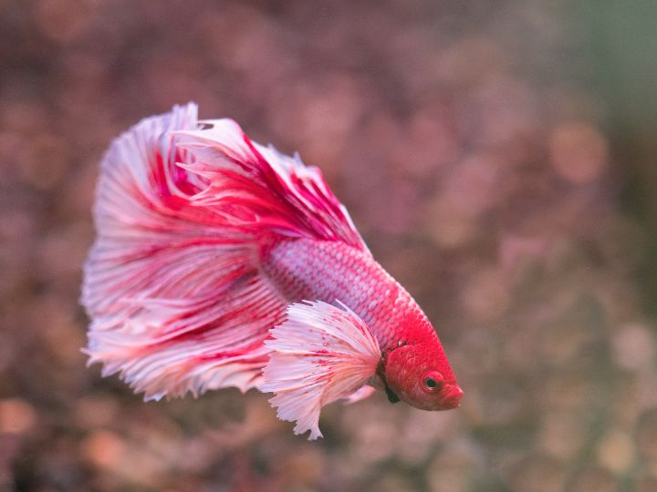 gentle betta fish