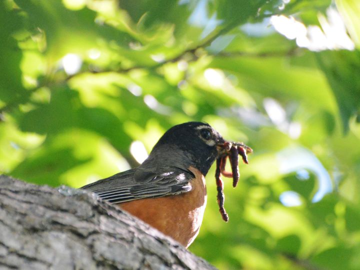 bird eating worms