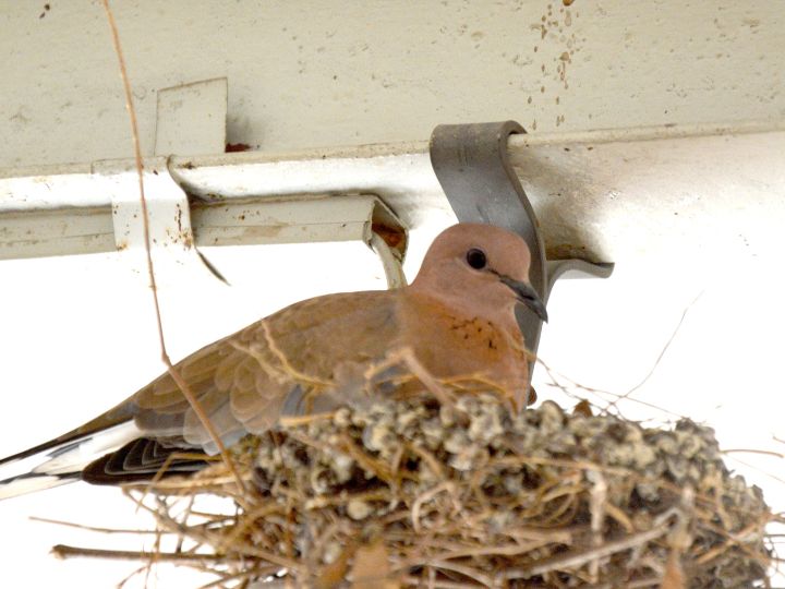 bed keeping egg warm and hidden