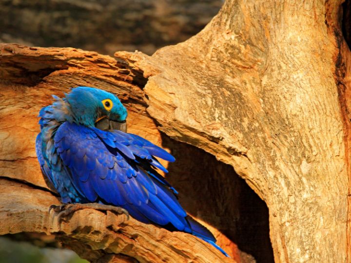 cavity nest in a tree for protection