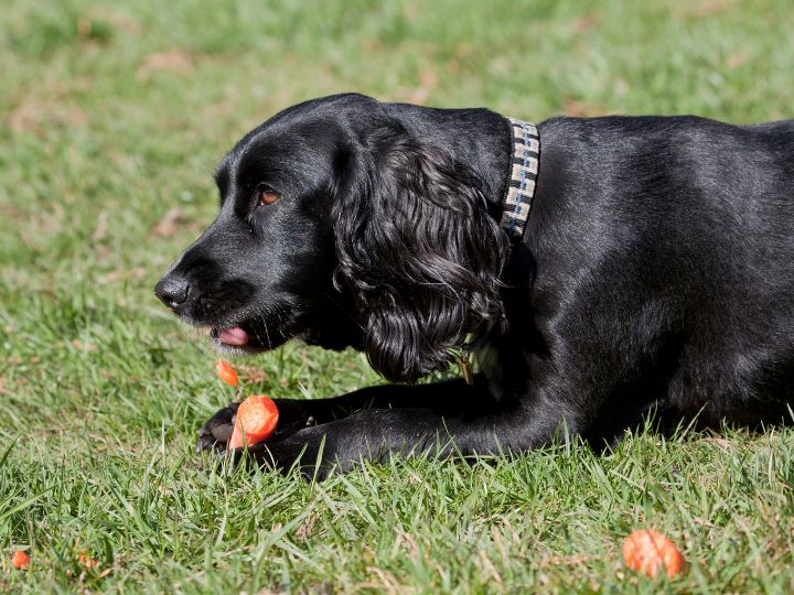 dog eating a carrot in the garden