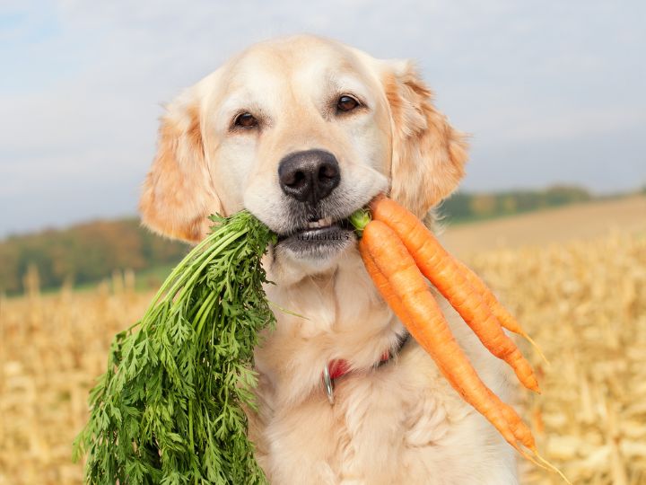 dog eating a carrot