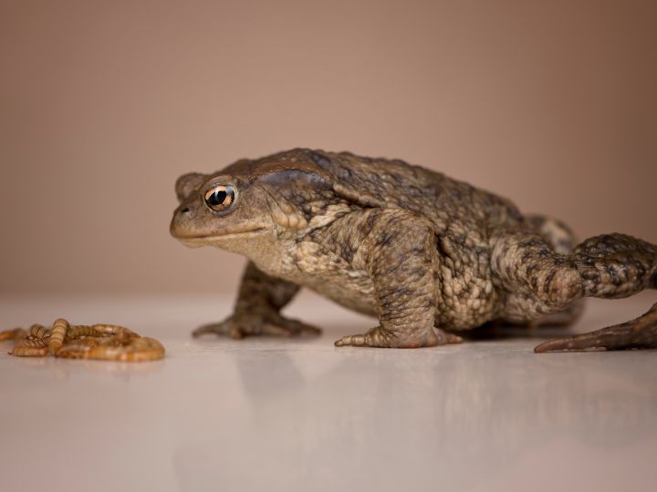 frog eating worm