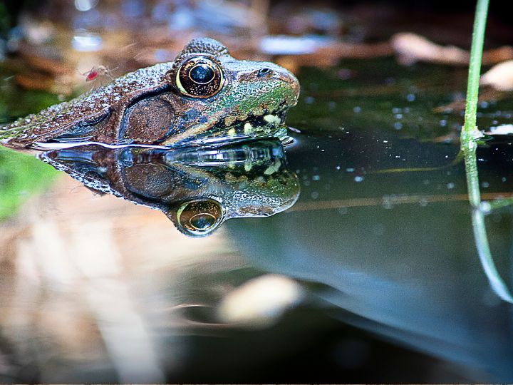 frogs like to eat grubs