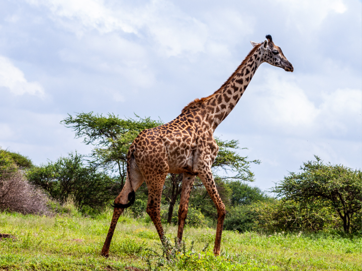 full size standing giraffe